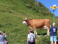 403 Ausflug zur Schynigen Platte - Wanderung auf dem Panorma- und Flower Trail - die Kühe kamen ganz nah ran
