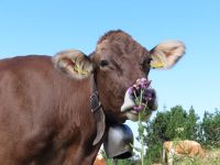 406 Ausflug zur Schynigen Platte - Wanderung auf dem Panorma- und Flower Trail - die Kühe kamen ganz nah ran