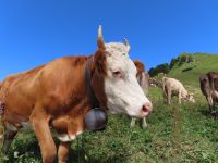 410 Ausflug zur Schynigen Platte - Wanderung auf dem Panorma- und Flower Trail - die Kühe kamen ganz nah ran