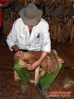 Zuschneiden von TabakblÃ€ttern