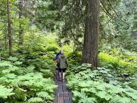 5. Tag – Blue River bis Prince George – Spaziergang durch den Ancient Forest