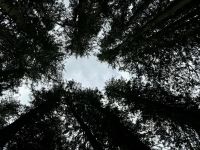 5. Tag – Blue River bis Prince George – Spaziergang durch den Ancient Forest