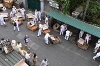 2. Tag - Madeira aktiv erleben - Funchal - Korbschlittenfahrt (2)