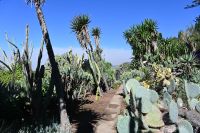 9. Tag - Madeira aktiv erleben - Funchal botanischer Garten (3)