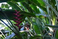 9. Tag - Madeira aktiv erleben - Funchal botanischer Garten (7)