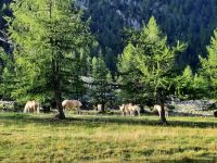 Haflinger Herde