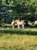 Haflinger 