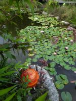 Gärten von Schloss Trauttmansdorff - Seerosenteich