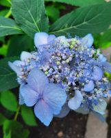 Gärten von Schloss Trauttmansdorff