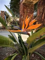 Die Strelizien blühen am Vortrekker Monument in Pretoria