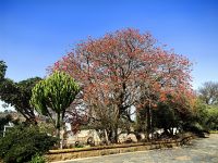 Der Flammenbaum am Vortrekkermonument steht in voller Blüte