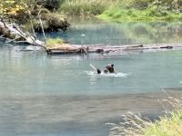 8. Tag – Tongass National Forest und Salmon Glacier – Bärenbeobachtung am Fish Creek