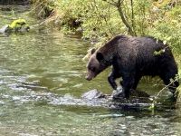 8. Tag – Tongass National Forest und Salmon Glacier – Bärenbeobachtung am Fish Creek