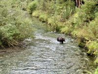 8. Tag – Tongass National Forest und Salmon Glacier – Bärenbeobachtung am Fish Creek