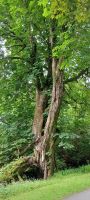Naturaufnahmen bei der Kylemore Abbey