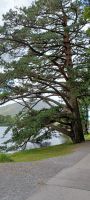 Naturaufnahmen bei der Kylemore Abbey