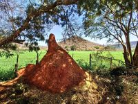 Ein Termitenhügel ist ein faszinierendes Gebilde und dieser hier ist über einen Meter hoch