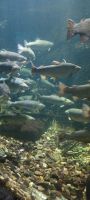 Dingle Aquarium