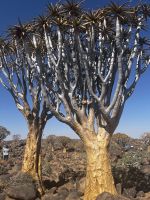 Köcherbäume in Namibia