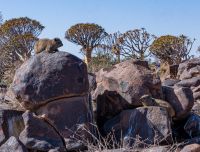 Klippschliefer oder Dassi im Köcherbaumwald