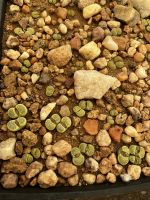 Lithops - endemische Pflanze