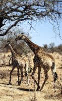 Giraffen auf der Futtersuche