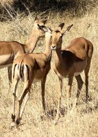Impalas 