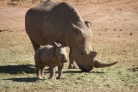 Nashorn