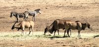 Eland Antilopen und Zebras an der Tankstelle 