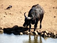 Büffel am Wasserloch, ALZU Raststätte