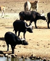 Büffel in einer Reihe aufgestellt, Alzu Tankstelle