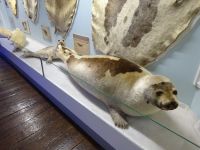 Hurtigruten: Tromsö: im Polarmuseum