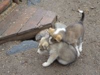 Hurtigruten: Kirkenes: Gelände des Snow Hotel