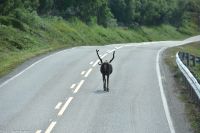 Rentiere auf der Straße