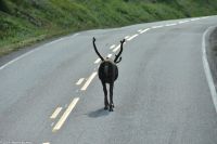 Rentiere auf der Straße