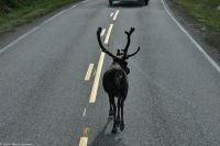 Rentiere auf der Straße