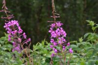 Schmalblättriges Weidenrößchen