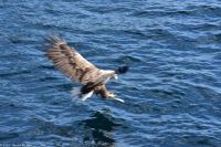 Seeadlersafari im Raftsund zwischen Vesterålen und Lofoten