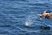 Seeadlersafari im Raftsund zwischen Vesterålen und Lofoten