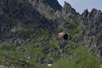 Seeadlersafari im Raftsund zwischen Vesterålen und Lofoten
