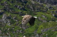 Seeadlersafari im Raftsund zwischen Vesterålen und Lofoten