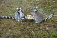 Tag 8, 24.08.2024 Zoo von Champrépus 