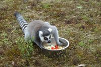 Tag 8, 24.08.2024 Zoo von Champrépus 