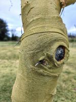 Fieberbaum, er hat seinen Namen von den einstigen Siedlern, die dachten, sie bekämen vom Baum Malaria