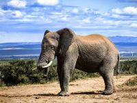 Mit dem Dickhäuter auf Tuchfühlung, Addo