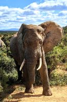 Zum Greifen nah, Elefant im Addo