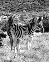 Zebras Addo Elepant Park
