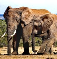 Elefantendame mit Jungtier im Addo