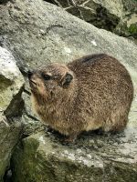 Klippschliefer im Tsitsikamma Nationalpark