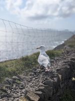 Möwe am Atlantik